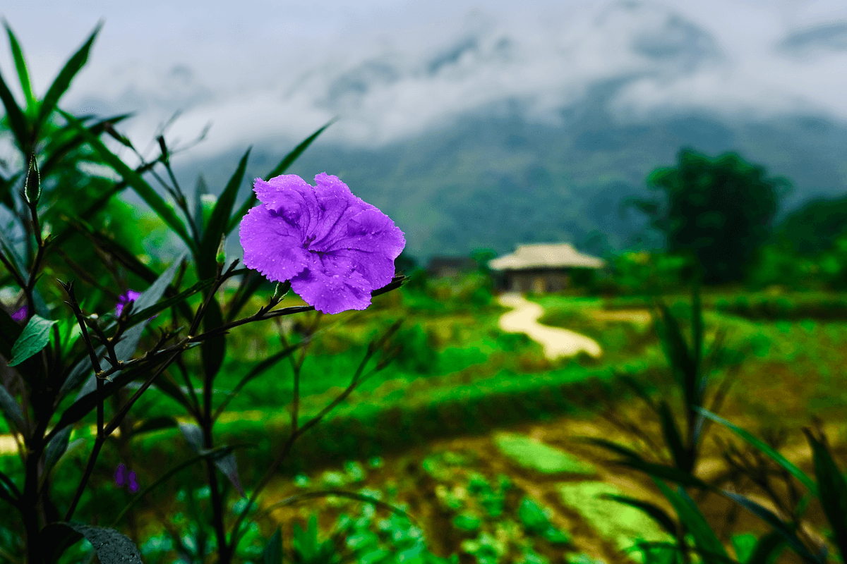 Vietnamese Village