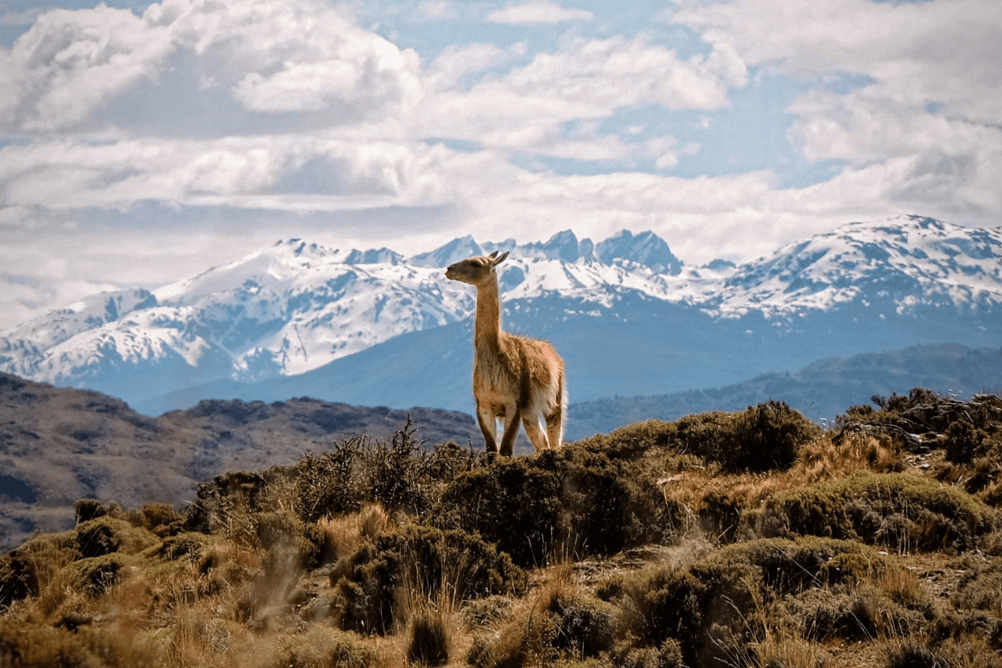 Guanaco in Patagonia