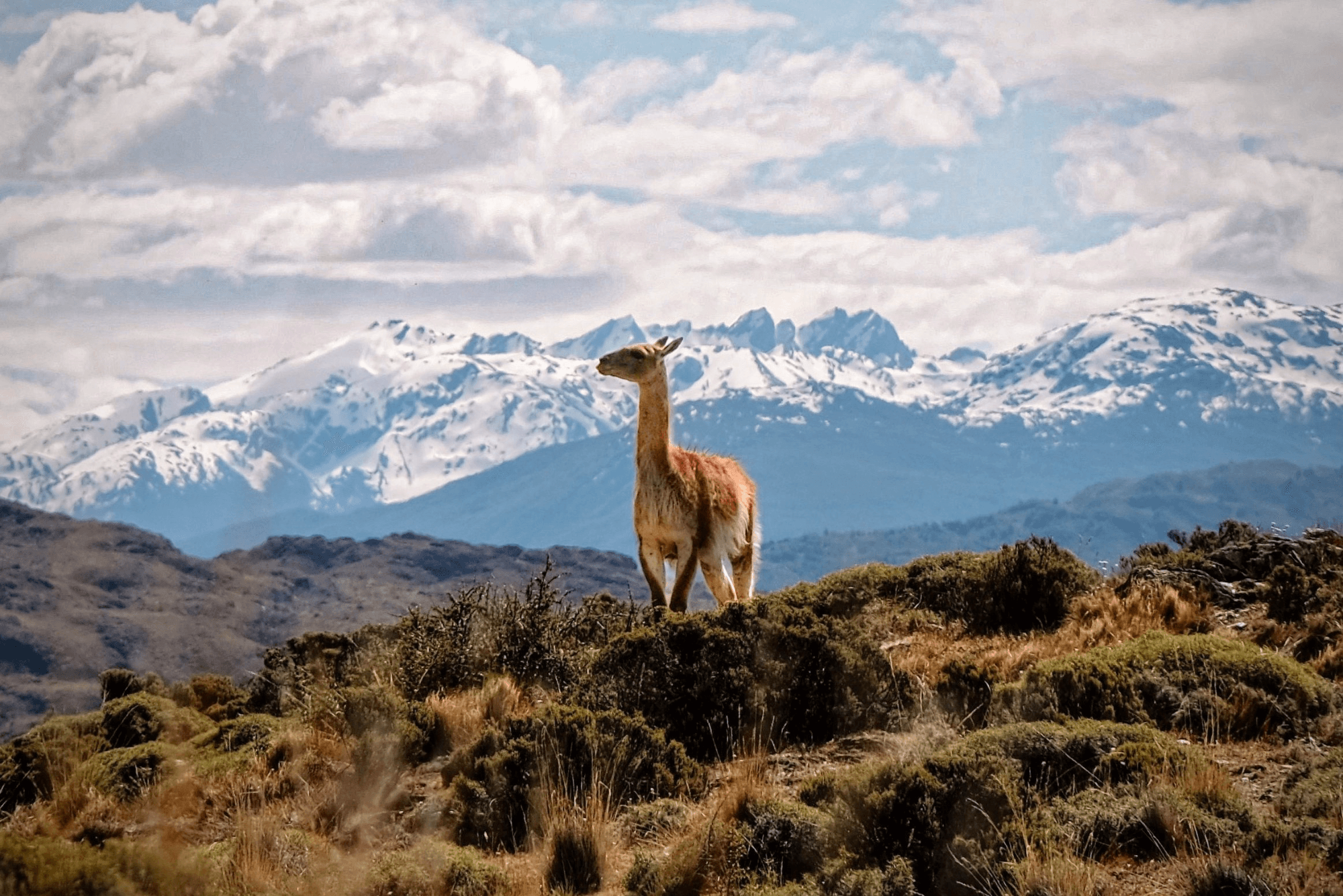 Guanaco in Patagonia, Photography Print