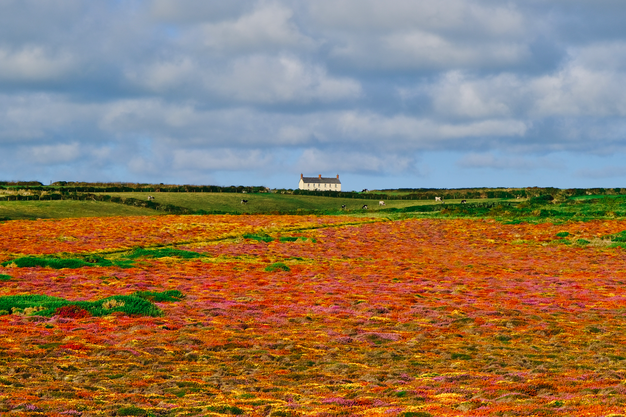 Cornish Countryside