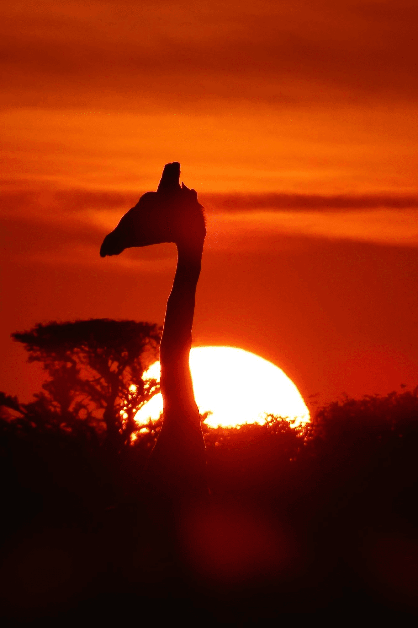 Giraffe at Sunset, Photography Print
