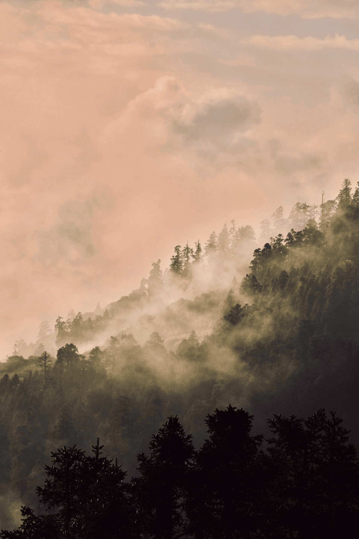 Trees at Sunrise