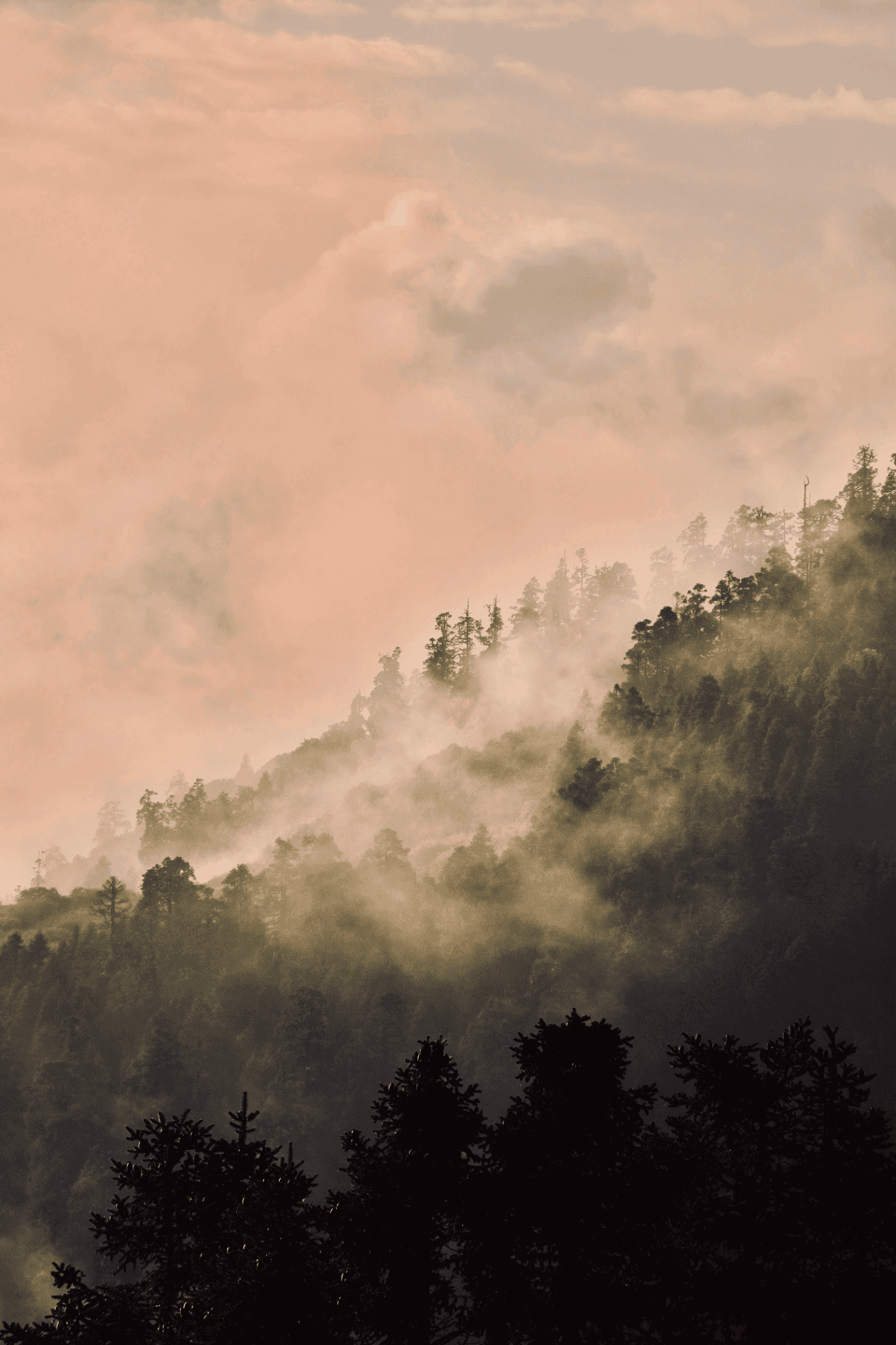 Trees at Sunrise