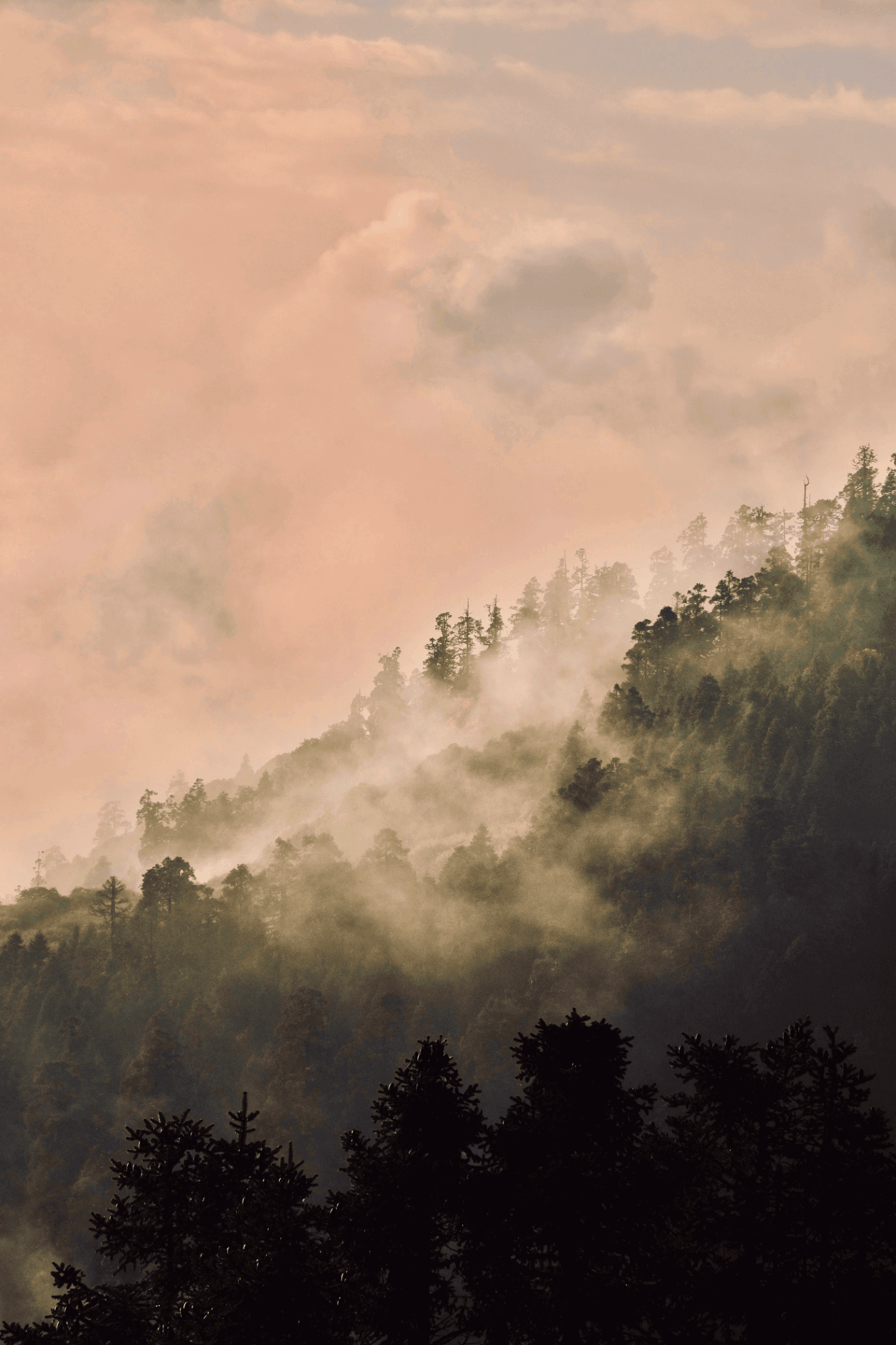 Trees at Sunrise, Photography Print